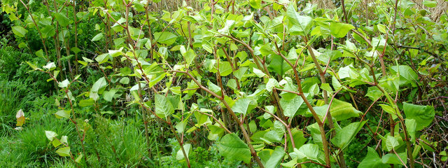 Japanese Knotweed